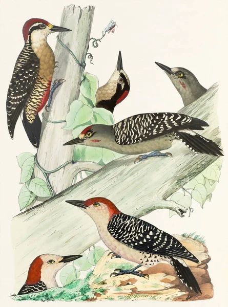 Bird Illustration Woodpecker Birds Woods Colorful Woodpecker Illustration Nature Inspired — Stock Photo, Image