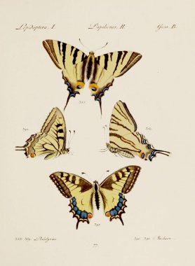 Antika kelebek çizimi. Çeşitli kelebeklerin yer aldığı Alman böcek bilimi sanatı. Yaklaşık 1805.