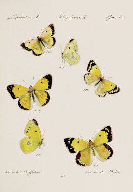 Antika kelebek çizimi. Çeşitli kelebeklerin yer aldığı Alman böcek bilimi sanatı. Yaklaşık 1805.