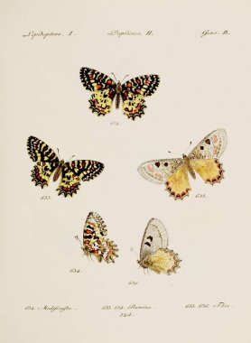 Antika kelebek çizimi. Çeşitli kelebeklerin yer aldığı Alman böcek bilimi sanatı. Yaklaşık 1805.