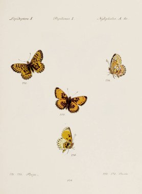 Antika kelebek çizimi. Çeşitli kelebeklerin yer aldığı Alman böcek bilimi sanatı. Yaklaşık 1805.