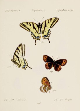 Antika kelebek çizimi. Çeşitli kelebeklerin yer aldığı Alman böcek bilimi sanatı. Yaklaşık 1805.