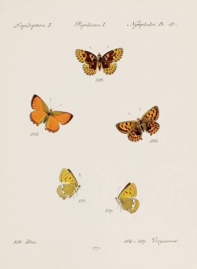 Antika kelebek çizimi. Çeşitli kelebeklerin yer aldığı Alman böcek bilimi sanatı. Yaklaşık 1805.