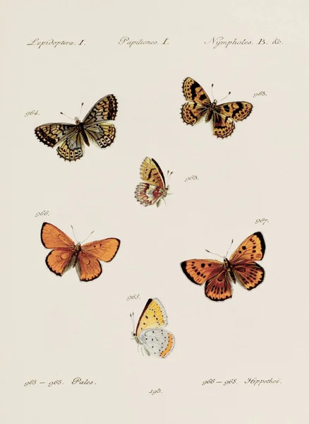 Antieke Vlinder Illustratie Duitse Entomologie Kunst Met Een Verscheidenheid Aan — Stockfoto