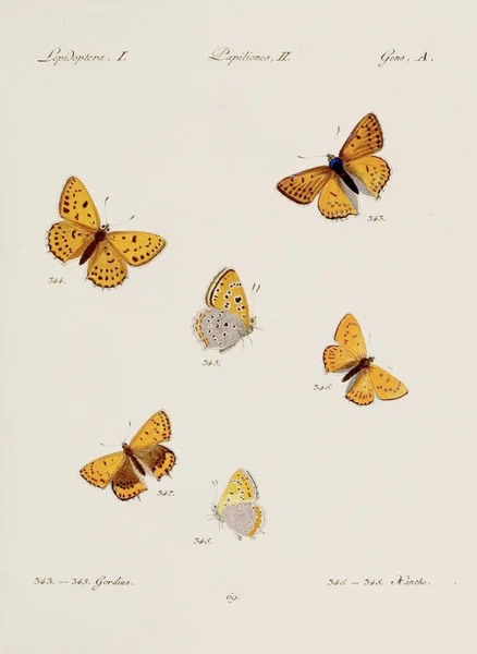 Антикварна Ілюстрація Метелика Німецьке Ентомологічне Мистецтво Різними Метеликами Чірка 1805 — стокове фото