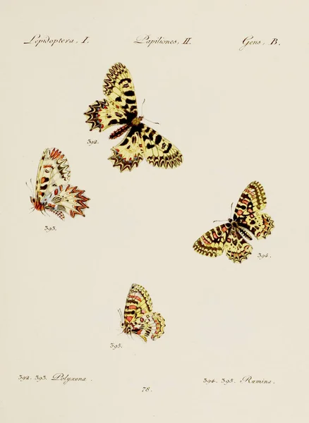 Illustrazione Antica Della Farfalla Arte Entomologica Tedesca Con Una Varietà — Foto Stock