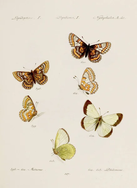 Antika Kelebek Çizimi Çeşitli Kelebeklerin Yer Aldığı Alman Böcek Bilimi — Stok fotoğraf