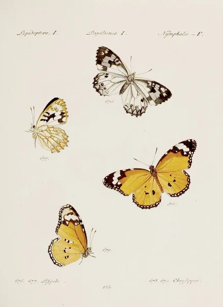 Antike Schmetterlingsillustration Deutsche Entomologiekunst Mit Einer Vielzahl Von Schmetterlingen 1805 — Stockfoto