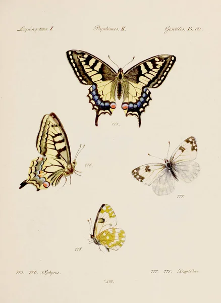 アンティークバタフライイラスト さまざまな蝶をフィーチャーしたドイツのエントロジーアート サーカ 1805 — ストック写真