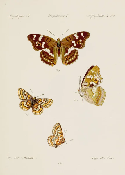 Antieke Vlinder Illustratie Duitse Entomologie Kunst Met Een Verscheidenheid Aan — Stockfoto