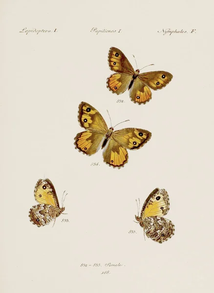 Ilustrasi Kupu Kupu Antik Seni Entomologi Jerman Menampilkan Berbagai Kupu — Stok Foto