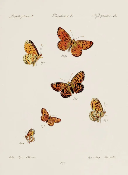 Ilustrasi Kupu Kupu Antik Seni Entomologi Jerman Menampilkan Berbagai Kupu — Stok Foto