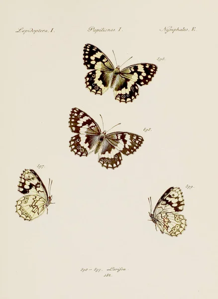 Античная Иллюстрация Бабочки Немецкое Искусство Энтомологии Бабочками Около 1805 Года — стоковое фото