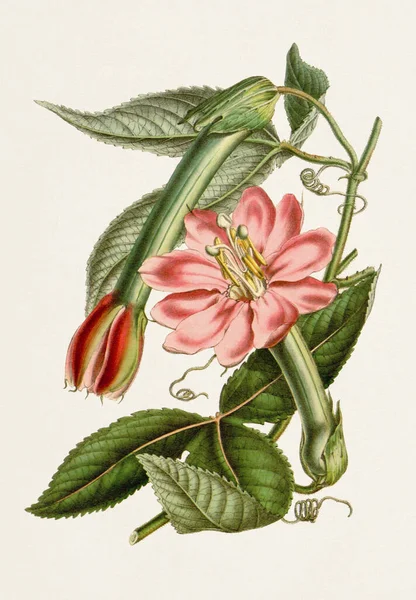 Art Floral Botanique Style Vintage Pleine Floraison Molle Fleur — Photo