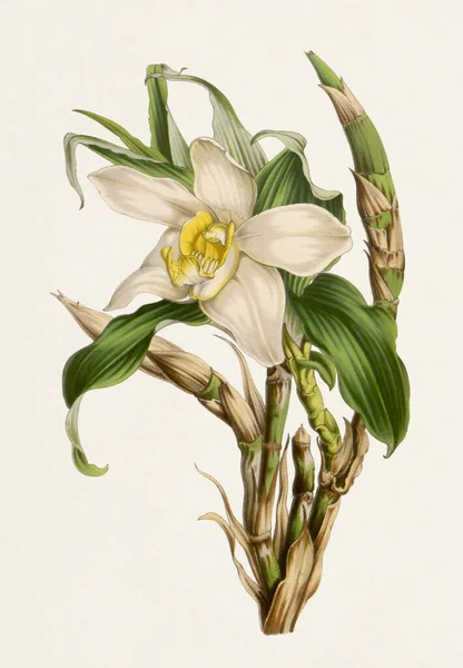 Klasik Botanik Çiçek Sanat Eserleri Tamamen Çiçek Açmış Orkide Çiçeği — Stok fotoğraf