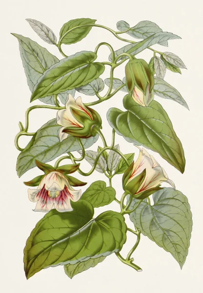 Ročník Styl Botanické Květinové Malby Plném Květu Javan Bellflowe — Stock fotografie