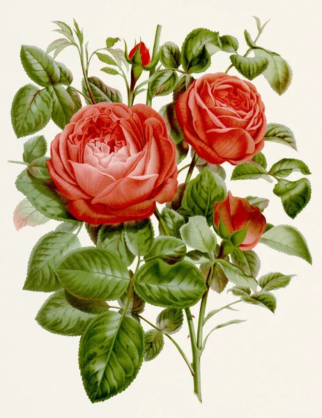 Винтажный Ботанический Цветок Полном Расцвете Цветы Роз — стоковое фото