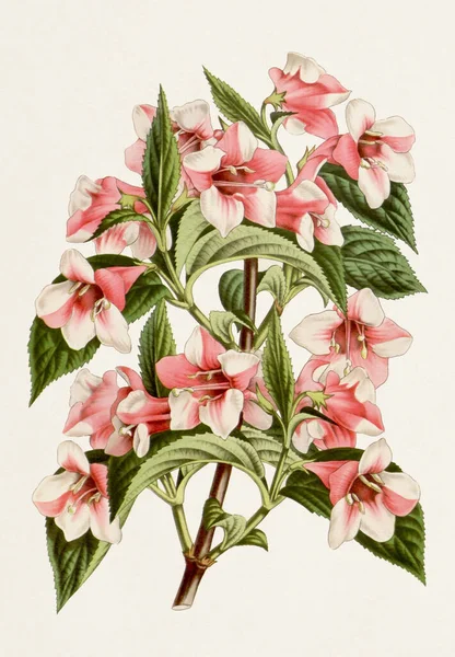 Klasik Botanik Çiçek Sanat Eserleri Tamamen Çiçek Açmış Amabilis Weigela — Stok fotoğraf