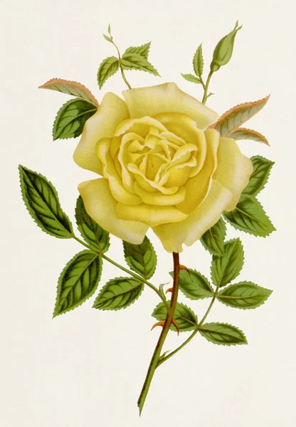Винтажный Ботанический Цветок Полном Расцвете Роза Амазонки — стоковое фото