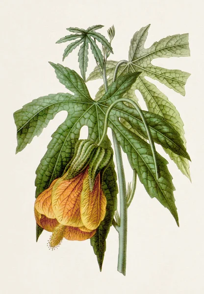 Vintage Stílusú Botanikus Virágmű Teljes Virágzásban — Stock Fotó