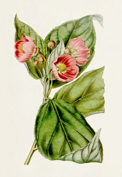 Vintage Style Botanical Flower Artwork Full Bloom Flowering Maple — Stock Photo, Image