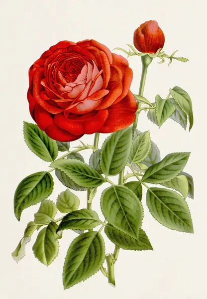 Винтажный Ботанический Цветок Полном Расцвете Бурбон Роуз — стоковое фото