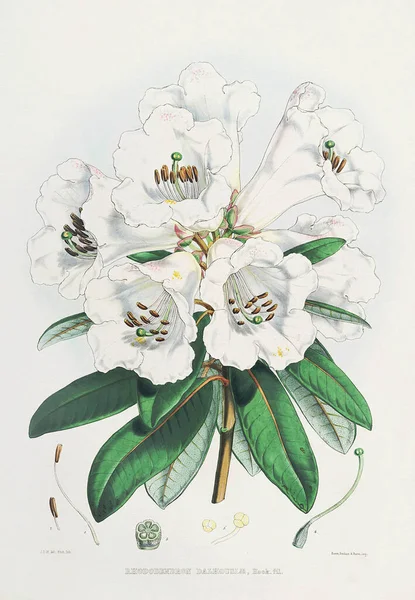 Vintage Rhododendron Blumen Illustration Der Himalaya Rhododendron Blüten 1850 — Stockfoto