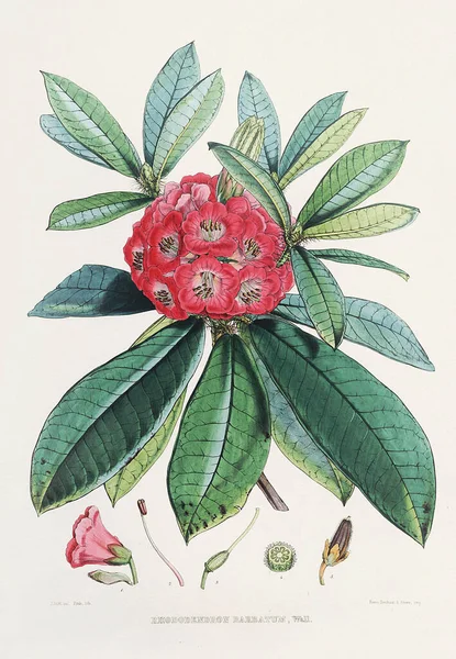 빈티지 로도덴드론 꽃입니다 히말라야 로도덴드론 일러스트레이션 1850년 — 스톡 사진