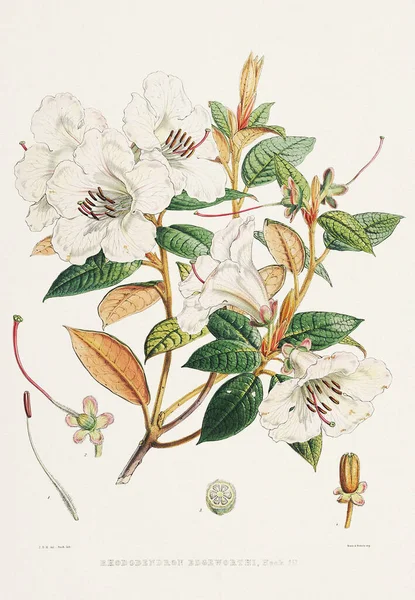 빈티지 로도덴드론 꽃입니다 히말라야 로도덴드론 일러스트레이션 1850년 — 스톡 사진
