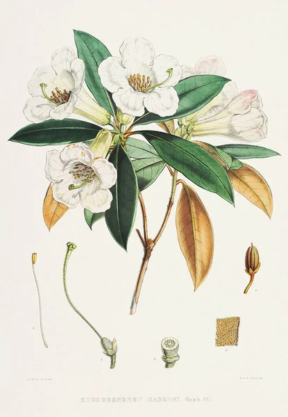 Вінтажні Квіти Рододендрона Ілюстрація Гімалайських Квітів Рододендрона 1850 Року — стокове фото