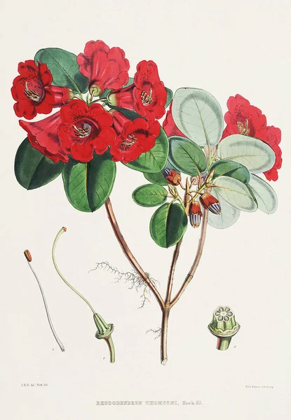Вінтажні Квіти Рододендрона Ілюстрація Гімалайських Квітів Рододендрона 1850 Року — стокове фото