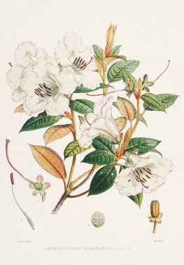 Rhododendron Çiçekleri. Azaleas. Himalaya Rododendron çiçeklerinin botanik çizimi, Ca. 1849
