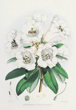 Rhododendron Çiçekleri. Azaleas. Himalaya Rododendron çiçeklerinin botanik çizimi, Ca. 1849