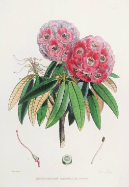 Rhododendron Çiçekleri. Azaleas. Himalaya Rododendron çiçeklerinin botanik çizimi, Ca. 1849