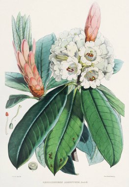 Rhododendron Çiçekleri. Azaleas. Himalaya Rododendron çiçeklerinin botanik çizimi, Ca. 1849
