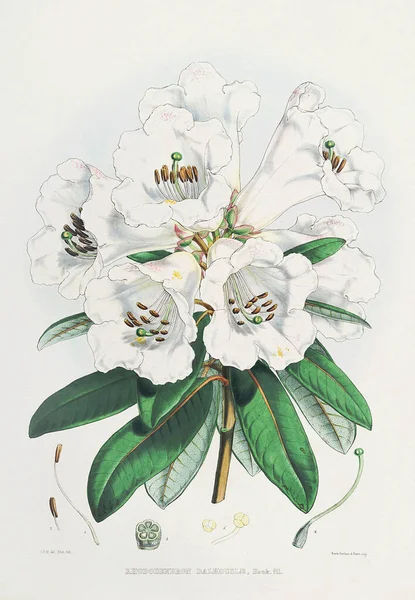 Rododendron Virágok Azáleák Himalájai Rododendron Virágok Botanikai Illusztrációja 1849 — Stock Fotó