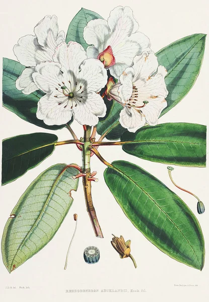 Квіти Рододендрона Азалеас Ботанічна Ілюстрація Гімалайських Квітів Рододендрона 1849 Року — стокове фото