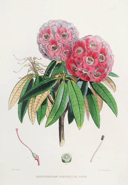 Rhododendron Flowers Azaleas Ilustrasi Botani Bunga Rhododendron Himalaya 1849 — Stok Foto