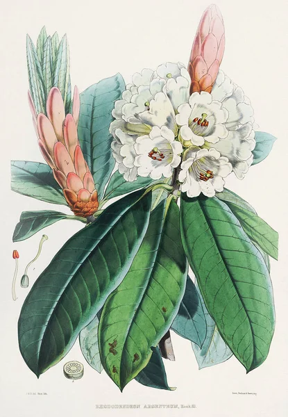 Rododendron Virágok Azáleák Himalájai Rododendron Virágok Botanikai Illusztrációja 1849 — Stock Fotó