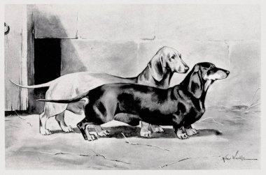 Safkan köpek çizimi. Dachshund.