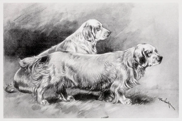 Иллюстрация Чистокровных Собак Загвоздка — стоковое фото