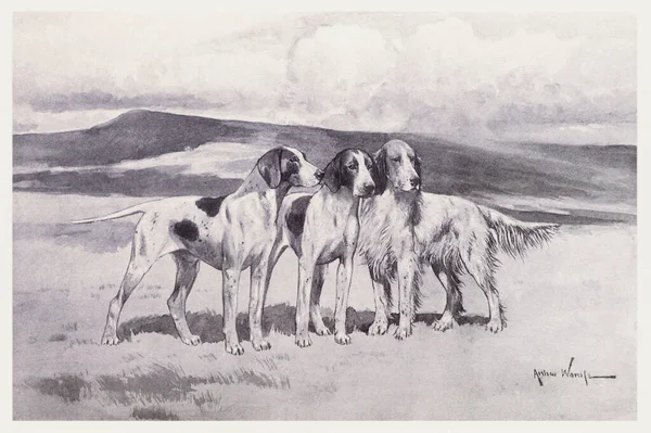 Purebred Canines illustration. The English-Dogs