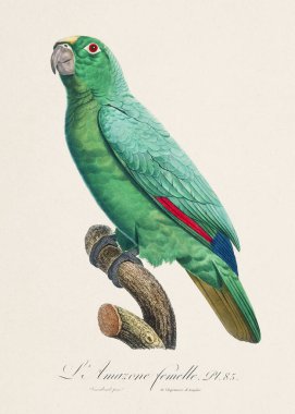 Klasik papağan çizimi. Zoolojik olarak detaylı Fransızca tasviri (yaklaşık 1805)) 