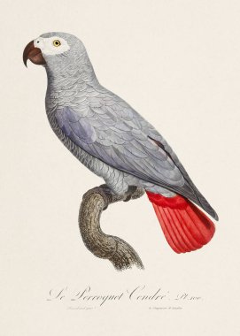Klasik papağan çizimi. Zoolojik olarak detaylı Fransızca tasviri (yaklaşık 1805)) 