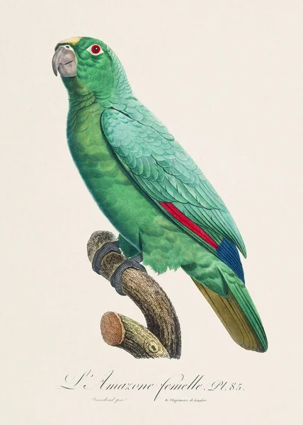 Klasik papağan çizimi. Zoolojik olarak detaylı Fransızca tasviri (yaklaşık 1805)) 