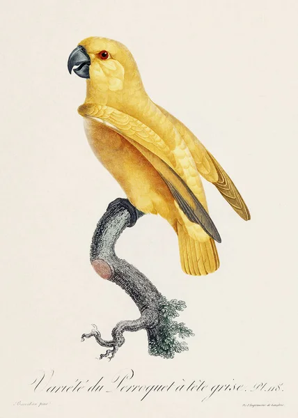 Klasik Papağan Çizimi Zoolojik Olarak Detaylı Fransızca Tasviri Yaklaşık 1805 — Stok fotoğraf