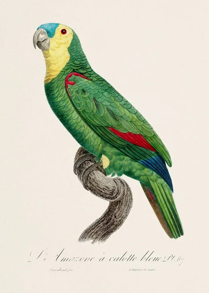 Klasik papağan çizimi. Zoolojik olarak detaylı Fransızca tasviri (yaklaşık 1805)) 