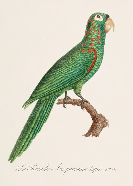 古旧的鹦鹉图解 法国对动物的详细描述 大约1805年 — 图库照片