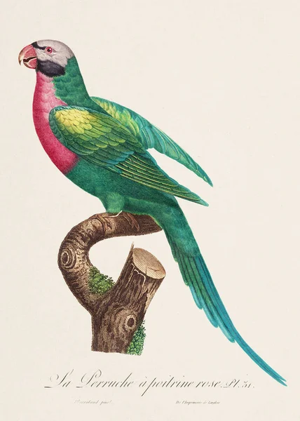 Ilustración Loro Vintage Representación Francesa Zoológicamente Detallada Circa 1805 — Foto de Stock