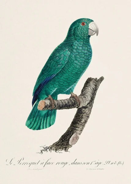 Vintage Papagáj Illusztráció Zoológiailag Részletes Francia Ábrázolás 1805 Körül — Stock Fotó